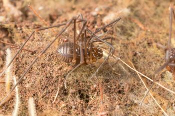 Media type: image;   Invertebrate Zoology 151614